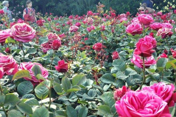 Foto de detalhe de um dos jardins do Queens Mary Gardens com muitas rosas e folhagens