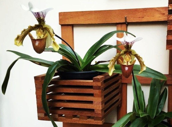 Foto de suporte de madeira com dois vasos com orquídeas de pétalas brancas e amarelas