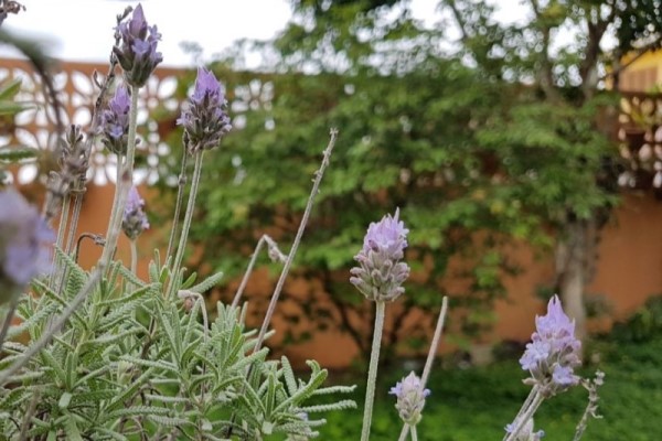 Foto de um pé de lavanda com flores, árvores e um muro ao fundo