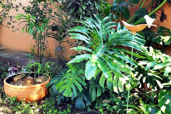 Foto de jardim com costela de adão com suas folhas grandes e verdes e outras plantas