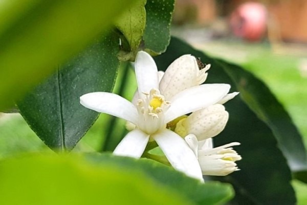 Foto de flores brancas de laranjeira entre folhas verdes